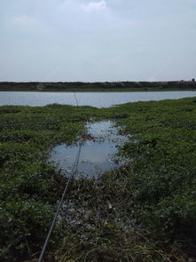 瓦埠湖野钓,鱼口稀也还有鱼 钓鱼之家